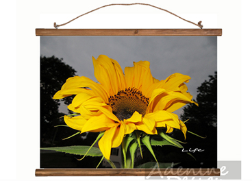 Framed image of a sunflower at dusk